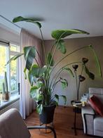 Prachtige strelitzia(paradijsvogelplant), Ophalen, Overige soorten, In pot, 200 cm of meer