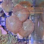 Bull eye oor koraal zeewater aquarium, Dieren en Toebehoren, Overige typen
