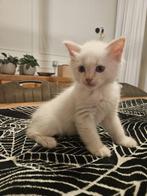 Lief redpoint katertje (kruising Ragdoll zoekt gouden mandje, Dieren en Toebehoren, Katten en Kittens | Raskatten | Langhaar