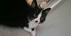 Ragdoll/Europese korthaar, Dieren en Toebehoren, Katten en Kittens | Raskatten | Korthaar, Meerdere dieren, Ontwormd, 0 tot 2 jaar