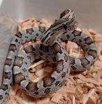 Korenslang/ Rattenslang vrouw, Dieren en Toebehoren, Reptielen en Amfibieën, Slang, 0 tot 2 jaar