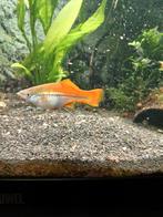 Gratis aquarium visjes, Dieren en Toebehoren, Vissen | Aquariumvissen