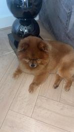 Dekreu , niet te koop!, Dieren en Toebehoren, Honden | Poolhonden, Keeshonden en Oertypen, 6 jaar of ouder, Parvo, Eén hond, Nederland