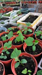 Surinaamse komkommer planten 2,00 per stuk, Tuin en Terras, Zomer, Ophalen, Volle zon