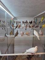 Bronsvleugel doffers, Meerdere dieren, Overige soorten