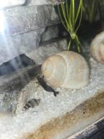Blauwe garnalen, Dieren en Toebehoren, Kreeft, Krab of Garnaal