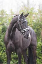 4 jarige Le formidabele ruin net zadelmak mega kwaliteit, Dieren en Toebehoren, Paarden, Ruin, Dressuurpaard, 3 tot 6 jaar