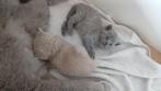 Britse korthaar kittens, Dieren en Toebehoren, Meerdere dieren, Ontwormd, 0 tot 2 jaar