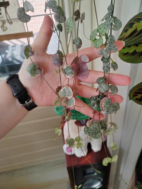 ceropegia woodii variegata | stekjes, Huis en Inrichting, Kamerplanten, Overige soorten, Minder dan 100 cm, Groene kamerplant