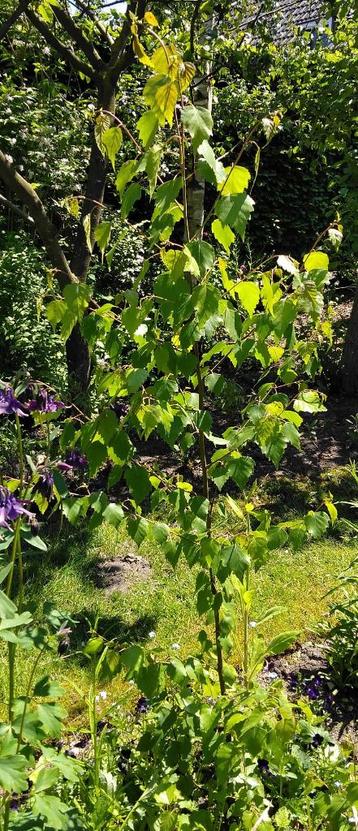 Jonge Berkenboom ( betula ) beschikbaar voor biedingen