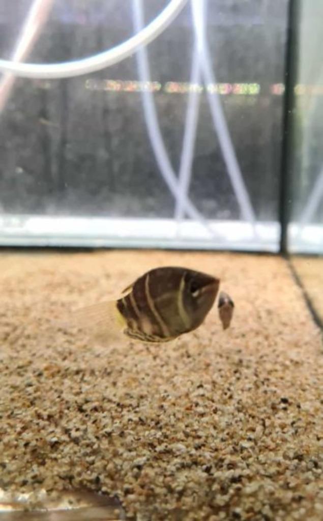 Sphaerichthys osphromenoides - Chocolade gourami, Dieren en Toebehoren, Vissen | Aquariumvissen, Zoetwatervis, Vis