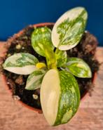 Philodendron Green Congo Variegata p8 (1), Huis en Inrichting, Ophalen of Verzenden, Halfschaduw, Minder dan 100 cm