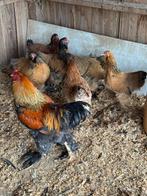 1-6 Brahma,s, Dieren en Toebehoren, Meerdere dieren, Kip