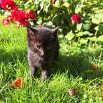 Kittens, Dieren en Toebehoren, Katten en Kittens | Overige Katten, Kater, 0 tot 2 jaar