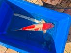 Koi Kohaku kweker Sakai FF 65cm, Karper of Koi