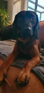 Beierse bergzweethond, Reu, Eén hond, 3 tot 5 jaar, Nederland