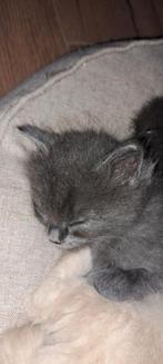 Ragdoll kittens ouders en poesje getest en volledig n/n, Dieren en Toebehoren, Katten en Kittens | Raskatten | Langhaar, Meerdere dieren