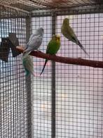 Grasparkieten, Dieren en Toebehoren, Vogels | Parkieten en Papegaaien, Meerdere dieren, Parkiet, Tam