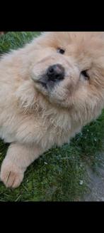 Lieve Chow Chow pup van 12 weken zoekt een warm thuis, Dieren en Toebehoren, Particulier, Rabiës (hondsdolheid), Reu, 8 tot 15 weken