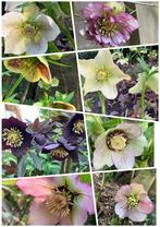 Helleborus orientalis zaden, Tuin en Terras, Bloembollen en Zaden, Ophalen of Verzenden, Voorjaar, Volle zon