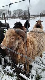 Ouessant ram, Dieren en Toebehoren, Mannelijk, Schaap