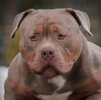 Tricolor Extreme Pocket reu *ABKC, Dieren en Toebehoren, Parvo, 15 weken tot 1 jaar, Eén hond, Nederland