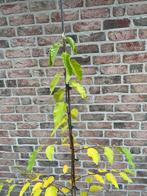 Hopbeuk, Volle zon, Vaste plant, Zomer, Ophalen