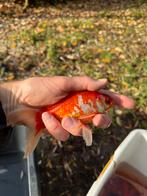 Goudvis, Goudvis(sen)