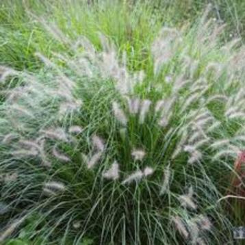 Pennisetum alop. 'Hameln" lampenpoetsersgras beschikbaar voor biedingen