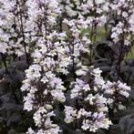 Penstemon digitalis Onyx and Pearls, Overige soorten, Volle zon, Vaste plant, Ophalen of Verzenden