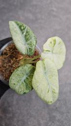 Alocasia Ninja Tricolor Variegata, Ophalen of Verzenden, Halfschaduw, Minder dan 100 cm