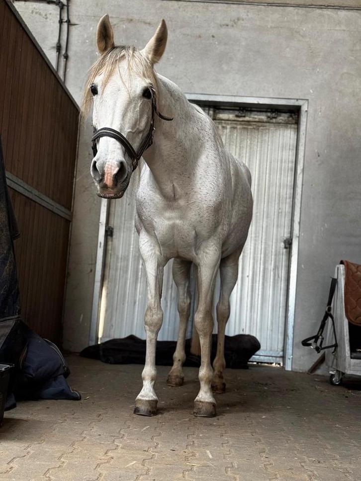 Barefoot paardenadviseur, Dieren en Toebehoren, Stalling en Weidegang