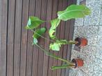 Planten, Meerdere dieren