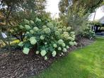 Pluimhortensia - Hydrangea paniculata 'Limelight', Ophalen, Hortensia, 100 tot 250 cm