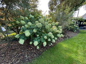 Pluimhortensia - Hydrangea paniculata 'Limelight' beschikbaar voor biedingen