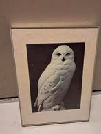 Mooie ingelijste foto van uil, Antiek en Kunst, Kunst | Litho's en Zeefdrukken, Ophalen