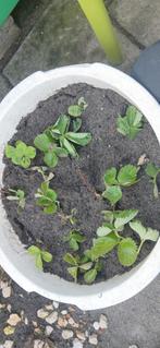 Aardbeien planten, Ophalen, Volle zon, Overige soorten, Zomer