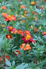 48/zaad laag Afrikaantje - Tagetes patula nana - kleurenmix, Tuin en Terras, Bloembollen en Zaden, Ophalen of Verzenden, Voorjaar