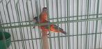 Kapoetsensijs koppel opaal pastel, Meerdere dieren, Tropenvogel