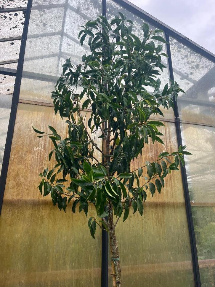 Portugese laurier op stam, Prunus lusitanica Angustifolia, Tuin en Terras, Planten | Bomen, Overige soorten, 100 tot 250 cm, Halfschaduw