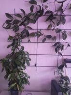 Hoya Carnosa met Knoppen, Ophalen of Verzenden