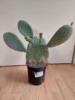 Opuntia Vulgaris - Schijfcactus/Vijgcactus/Prickly Pear 47cm, Ophalen, Cactus, Minder dan 100 cm, Volle zon