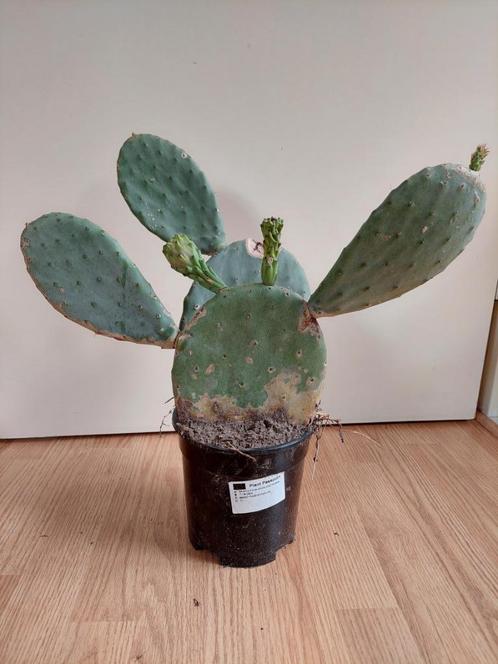 Opuntia Vulgaris - Schijfcactus/Vijgcactus/Prickly Pear 47cm, Huis en Inrichting, Kamerplanten, Cactus, Minder dan 100 cm, Groene kamerplant