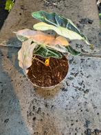 Alocasia polly pink variegata, Huis en Inrichting, Kamerplanten, Ophalen of Verzenden, Halfschaduw, Minder dan 100 cm