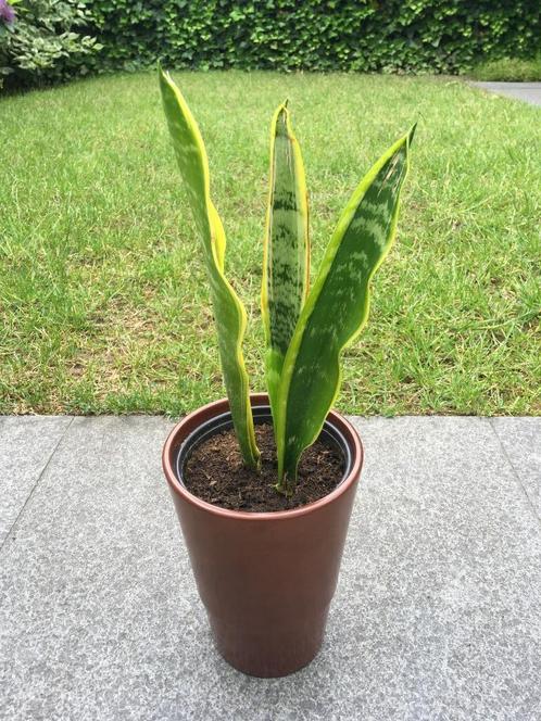 Stekje Sanseveria kamerplant in bloempot, Huis en Inrichting, Kamerplanten, Overige soorten, Minder dan 100 cm, Groene kamerplant