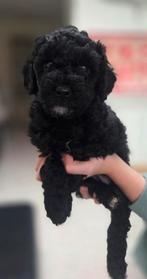 Middenslag poedel pups, Parvo, Overige rassen, 8 tot 15 weken, Meerdere