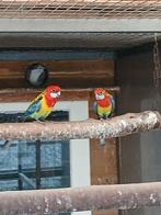 Te koop een mooi koppel wildkleur rossellas, Meerdere dieren, Parkiet