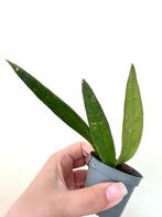 Hoya sulawesiana, Huis en Inrichting, Bloeiende kamerplant, Ophalen of Verzenden, Overige soorten, Minder dan 100 cm