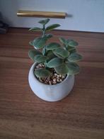 Nep plant, Huis en Inrichting, Kamerplanten, Ophalen of Verzenden, Halfschaduw, Minder dan 100 cm