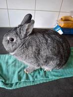 2 mannetjes konijnen gratis, Dieren en Toebehoren, Konijnen, Mannelijk